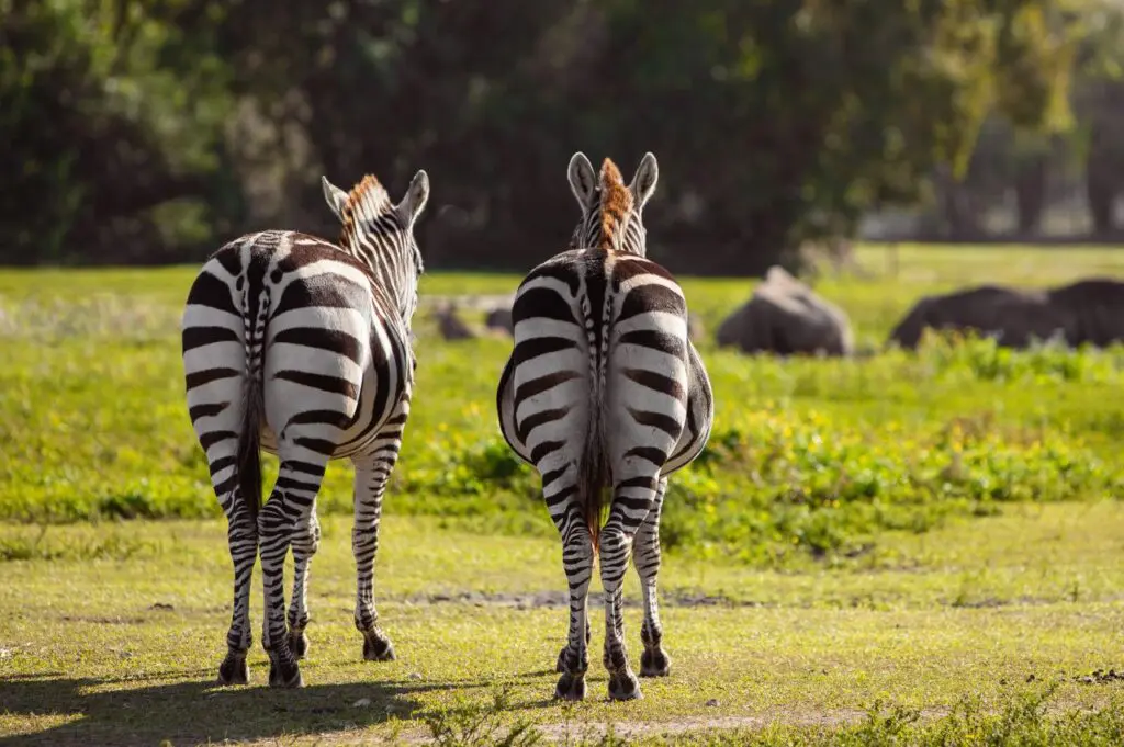 Couples Photography – lifestyle shoot at coffee shop