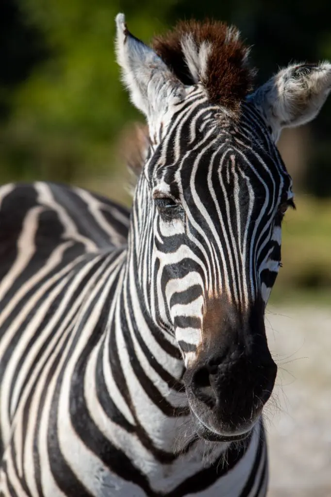 Wildlife experience Commercial Video Production Hollywood Floreda