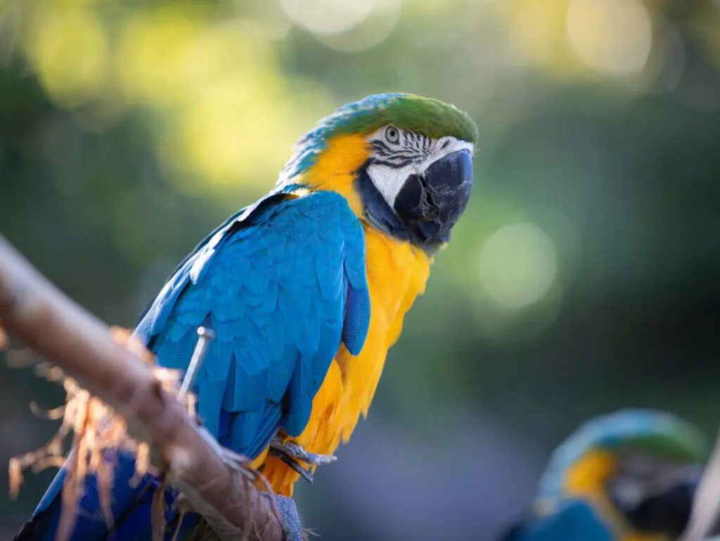 Professional wildlife video Hollywood Floreda