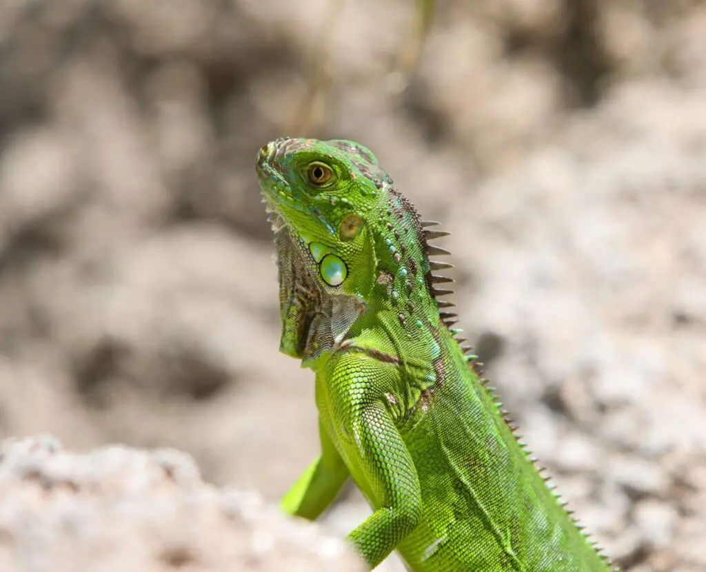 Beautiful animal photography Hollywood Floreda