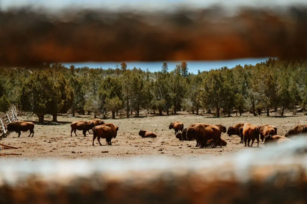 Wildlife documentary Commercial Video Production Hollywood Floreda