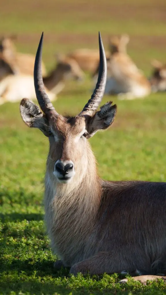 Wildlife videography experts Hollywood Floreda