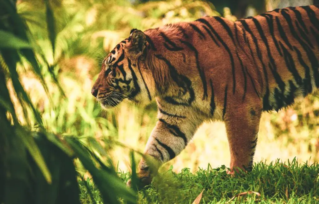 Dovgurewicz wildlife commercial video Hollywood Floreda