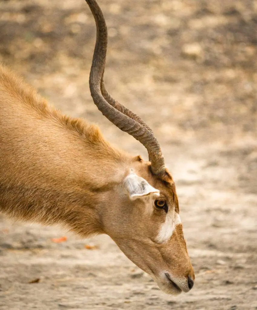 Hollywood Floreda wild animal videography