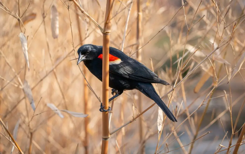 Stunning wildlife commercial video Hollywood Floreda