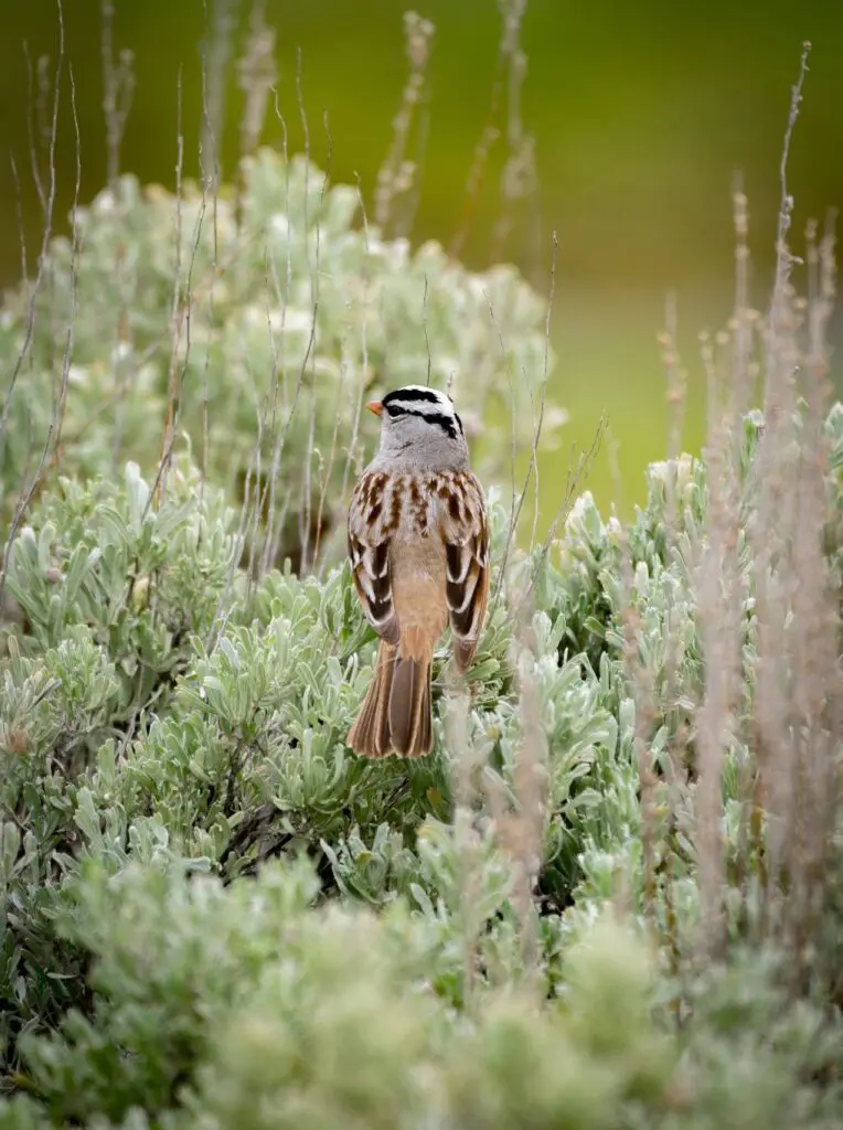 Wildlife photo gallery Commercial Video Production Hollywood Floreda