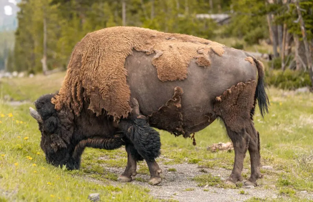 Bird photography Commercial Video Production Hollywood Floreda