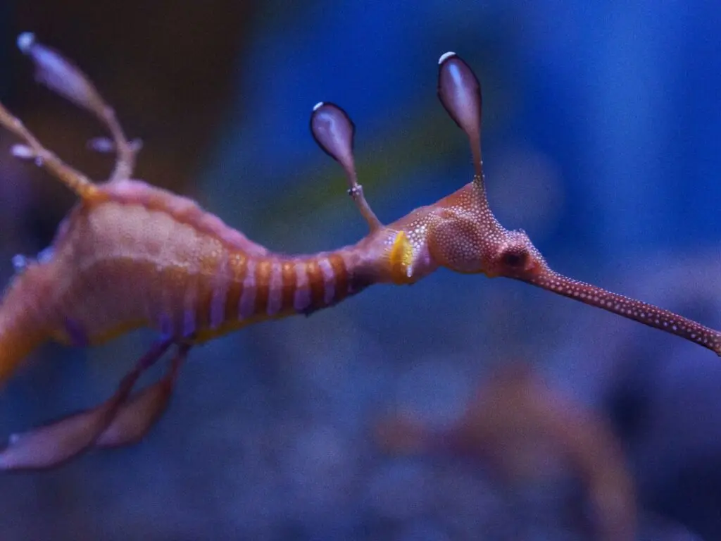 Wildlife closeup Commercial Video Production Hollywood Floreda