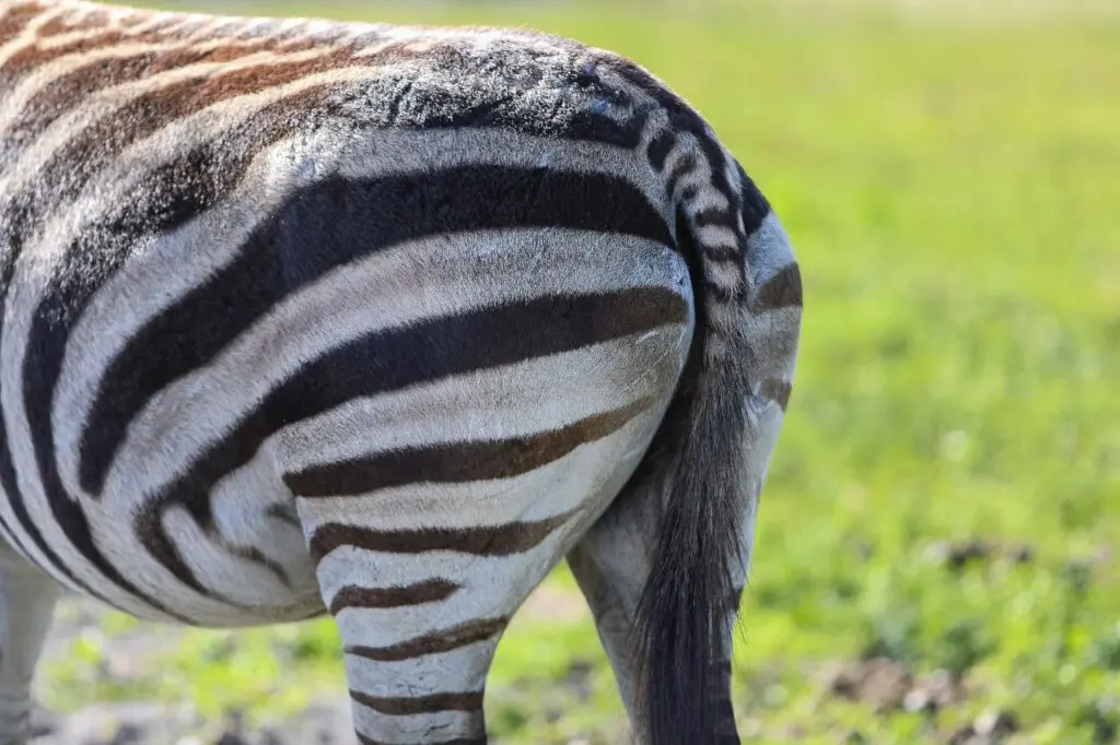 Cinematic wildlife video Commercial Video Production Hollywood Floreda