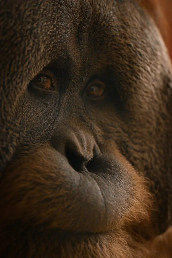 Professional wildlife video Commercial Video Production Hollywood Floreda