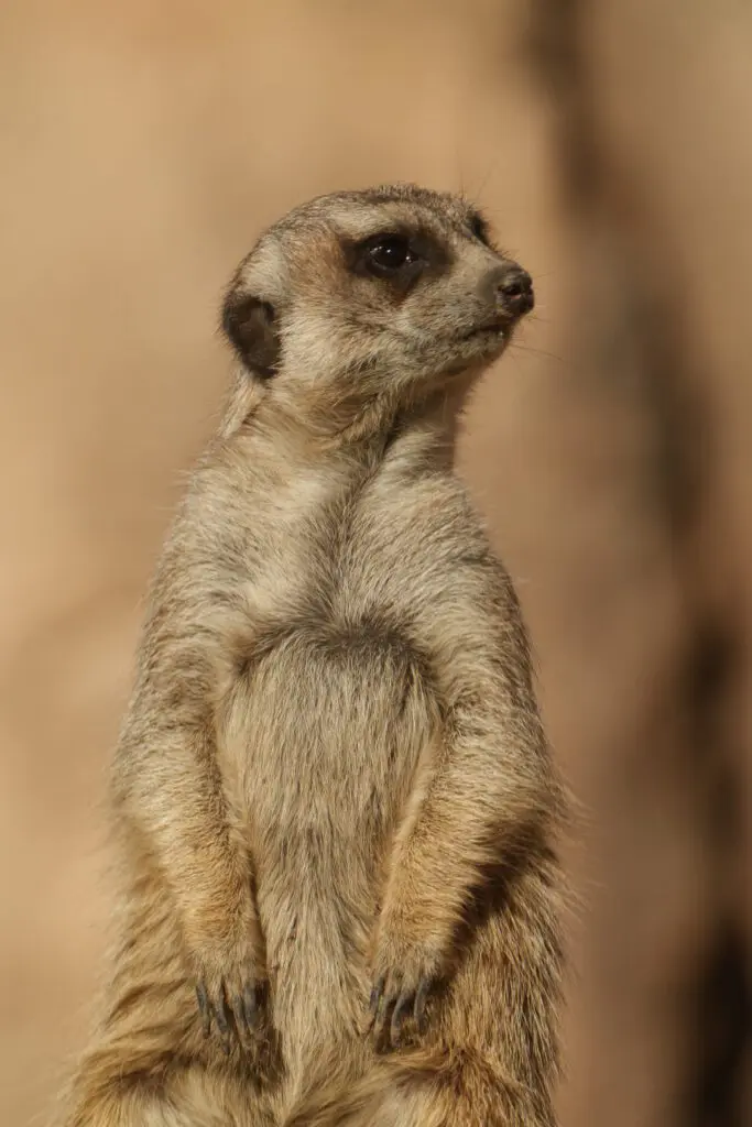 Wildlife landscape Commercial Video Production Hollywood Floreda