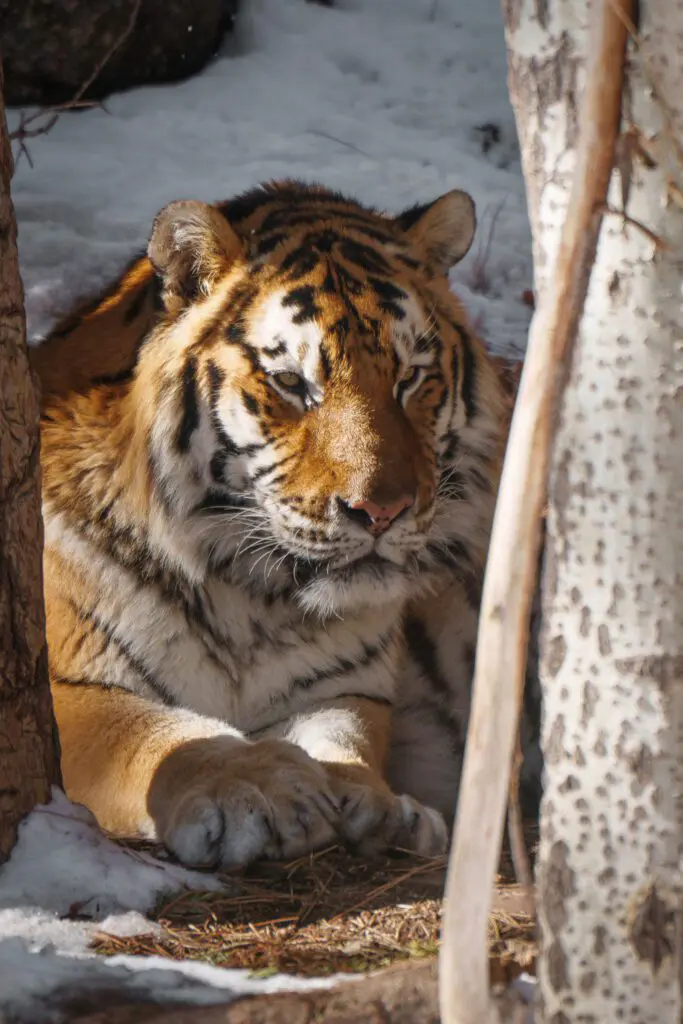 Creative wildlife video production Hollywood Floreda