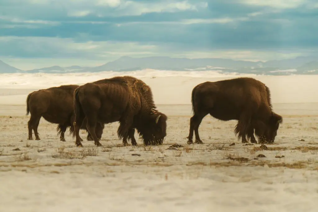 Hollywood Floreda nature and wildlife videography