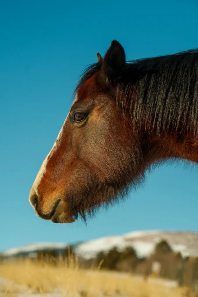 Beautiful wildlife commercial video Hollywood Floreda