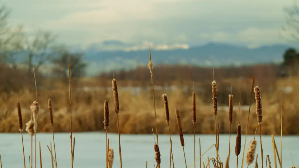 Hollywood Florida Commercial Video Production Company – misty forest background