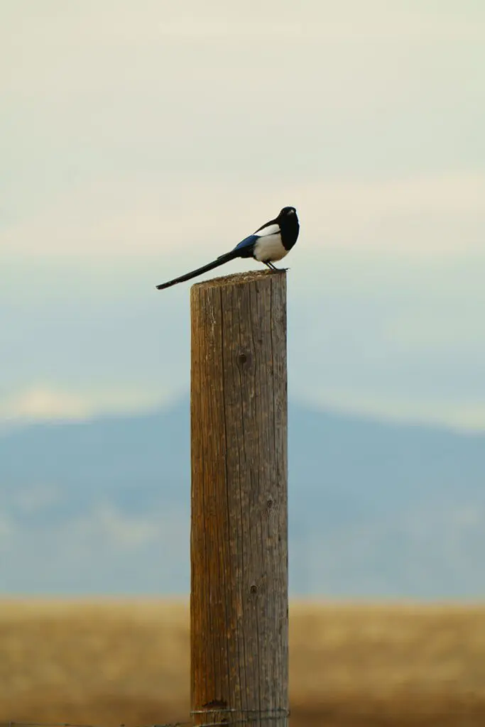 Hollywood Floreda nature and wildlife films