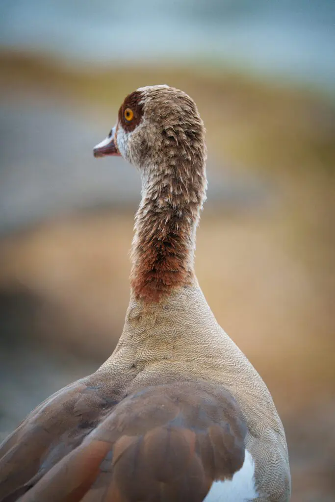 Wildlife videography services Hollywood Floreda