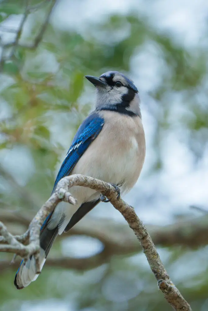 Wildlife action shot Commercial Video Production Hollywood Floreda