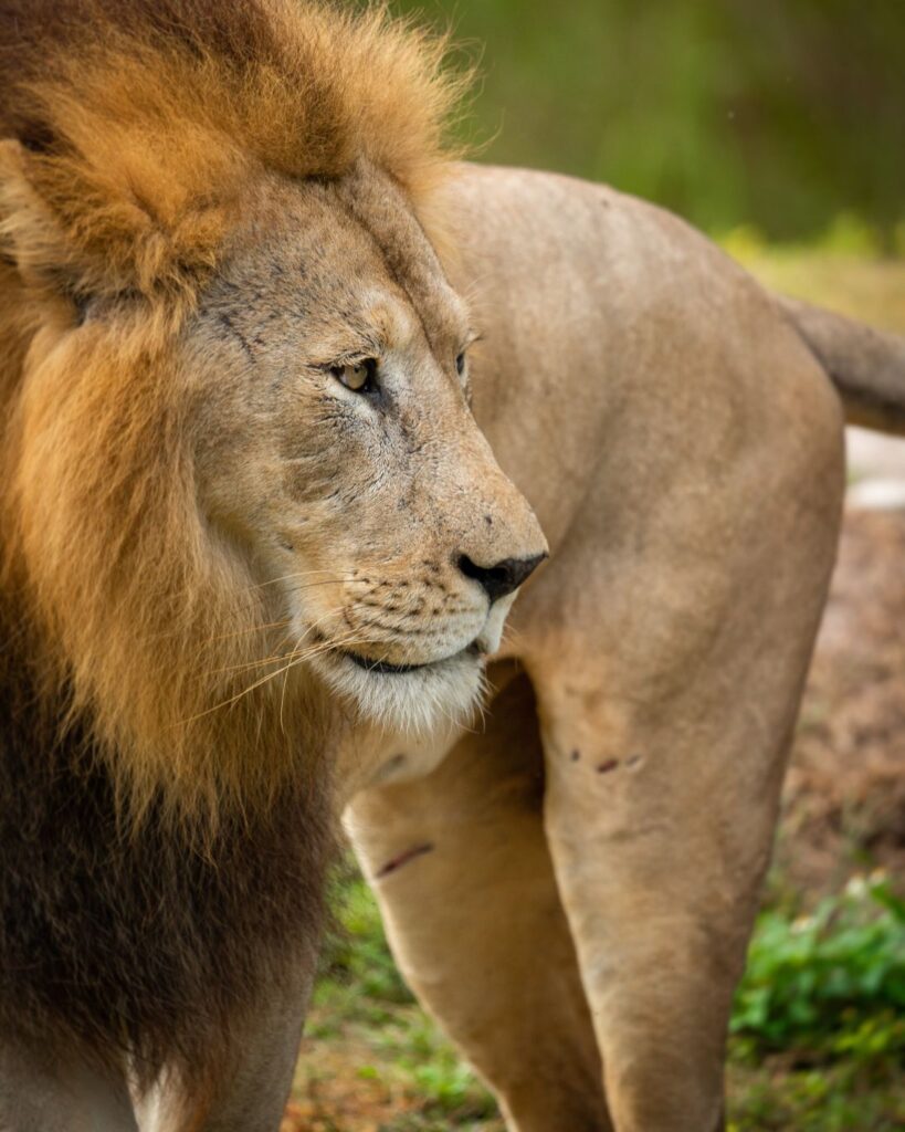 Hollywood Floreda professional wildlife video production