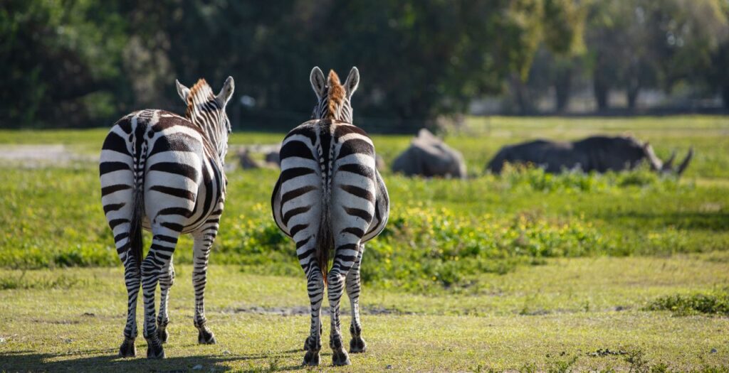 Creative wildlife photo Hollywood Floreda