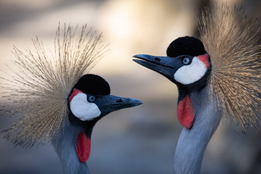 Dovgurewicz wildlife photo Commercial Video Production Hollywood Floreda