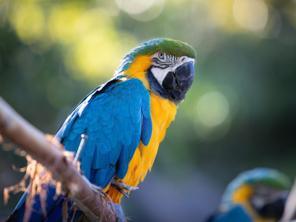 Professional wildlife video Hollywood Floreda