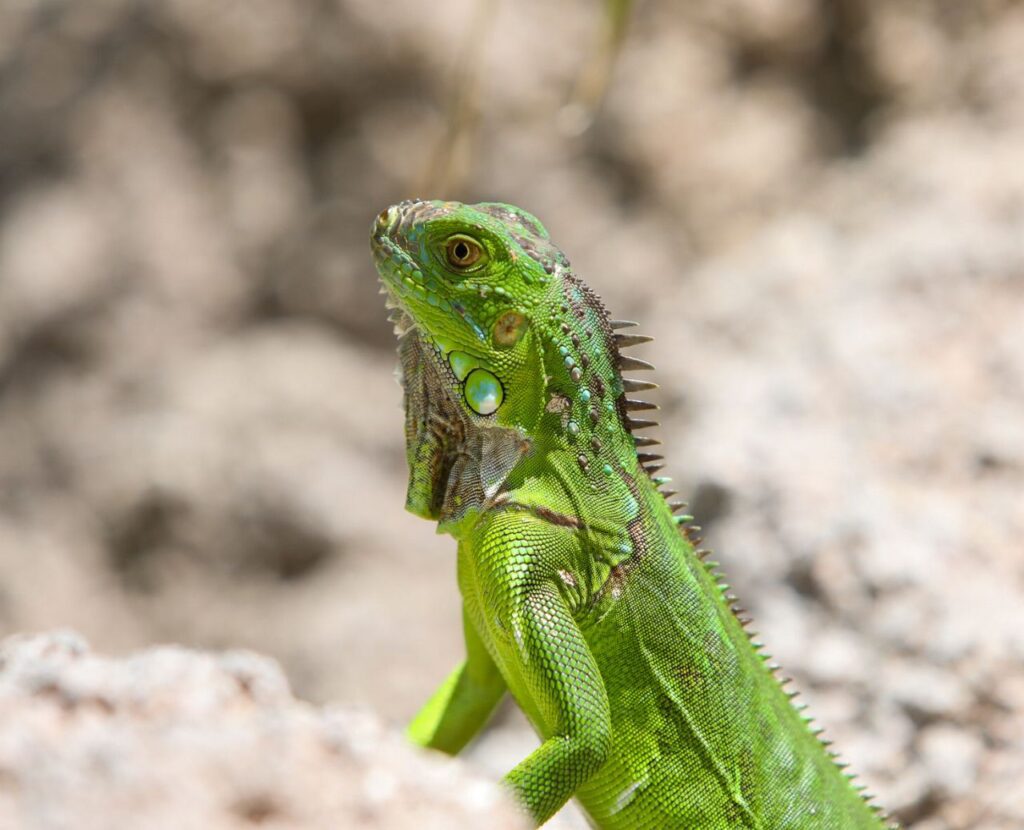 Beautiful animal photography Hollywood Floreda