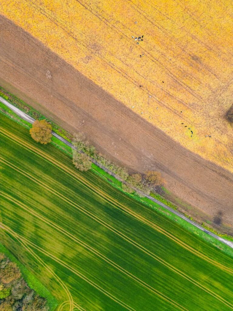Overhead aerial of striped green and yellow crop fields split by a tree-lined track