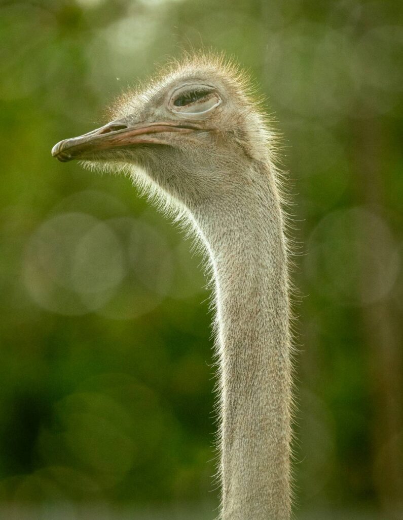 High-quality wildlife commercial video Hollywood Floreda