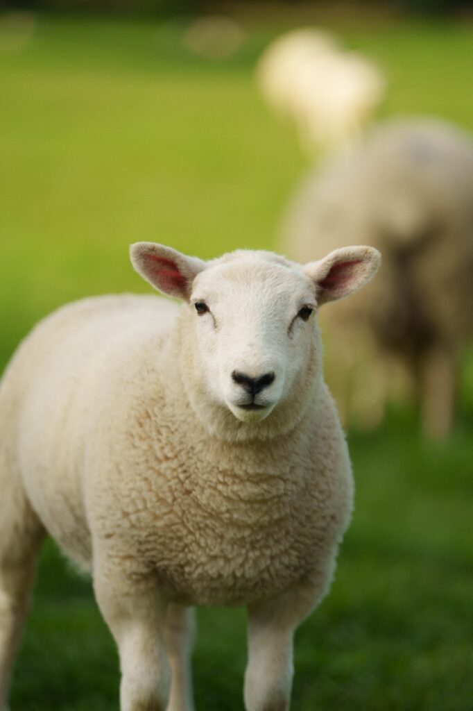 Rare animal photography Hollywood Floreda