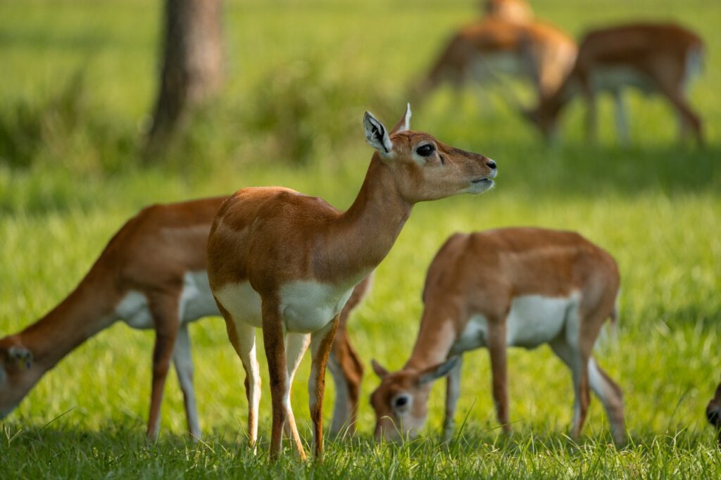 Exotic wildlife photography Hollywood Floreda