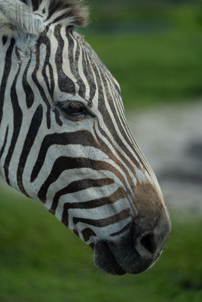 Creative wildlife cinematography Hollywood Floreda