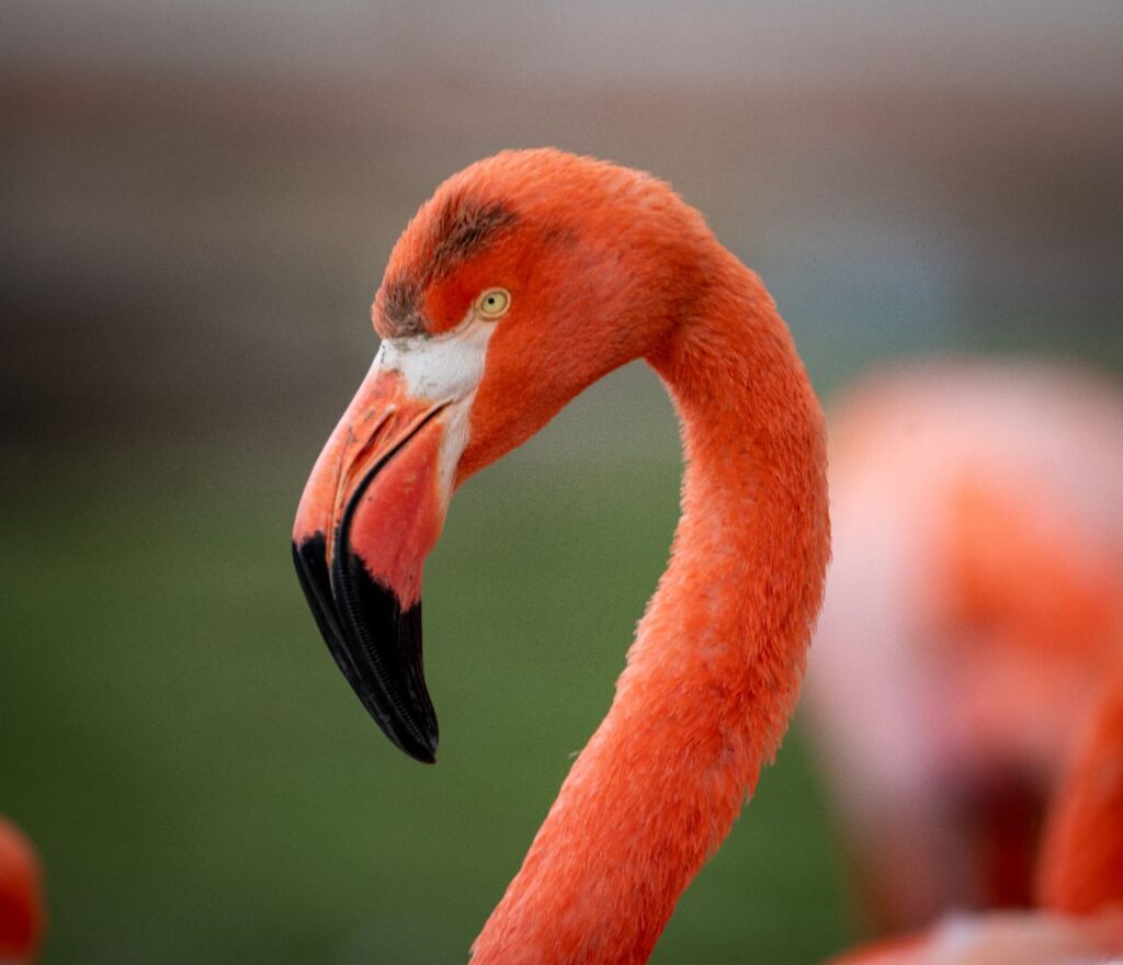 Wildlife Photography Commercial Video Production Hollywood Floreda