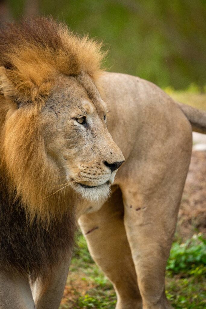 Exotic bird videography Hollywood Floreda