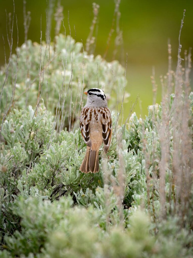 Wildlife photo gallery Commercial Video Production Hollywood Floreda