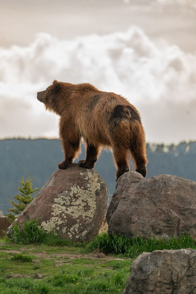 Dovgurewicz nature photo Hollywood Floreda