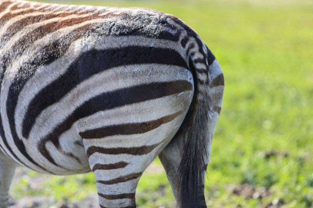 Cinematic wildlife video Commercial Video Production Hollywood Floreda