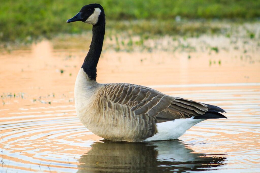 Hollywood Floreda nature documentary photography