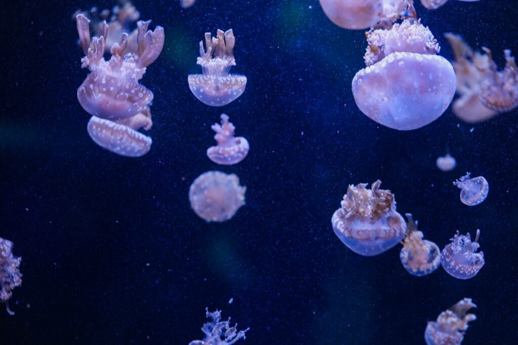 Rare wildlife moments Commercial Video Production Hollywood Floreda