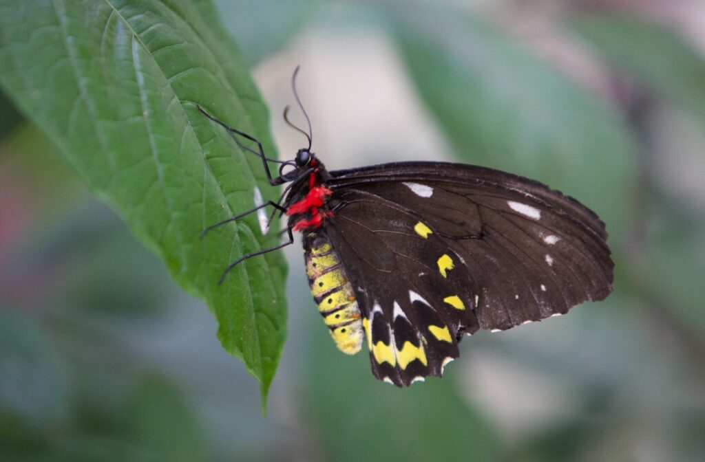 Hollywood Floreda exotic wildlife videography