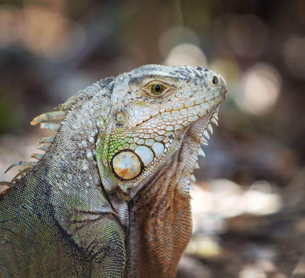 Unique wildlife commercial video Hollywood Floreda