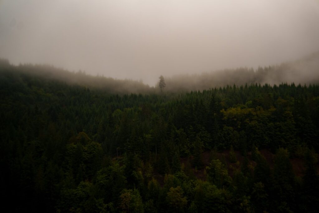 Commercial Video Production Experts – Hollywood Florida wildflower meadow