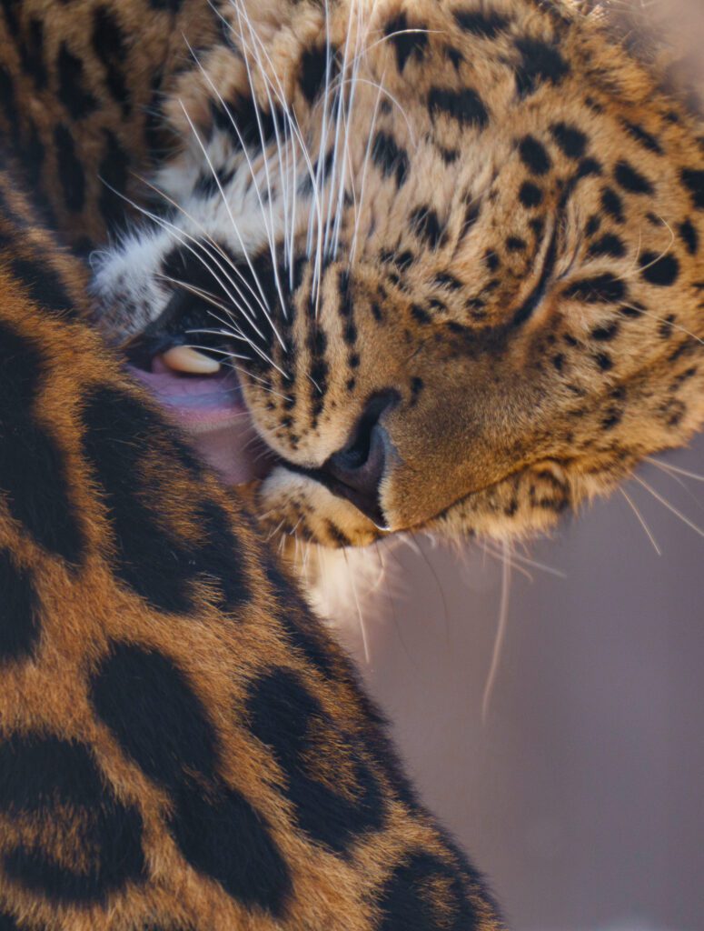 Wildlife portraits Commercial Video Production Hollywood Floreda