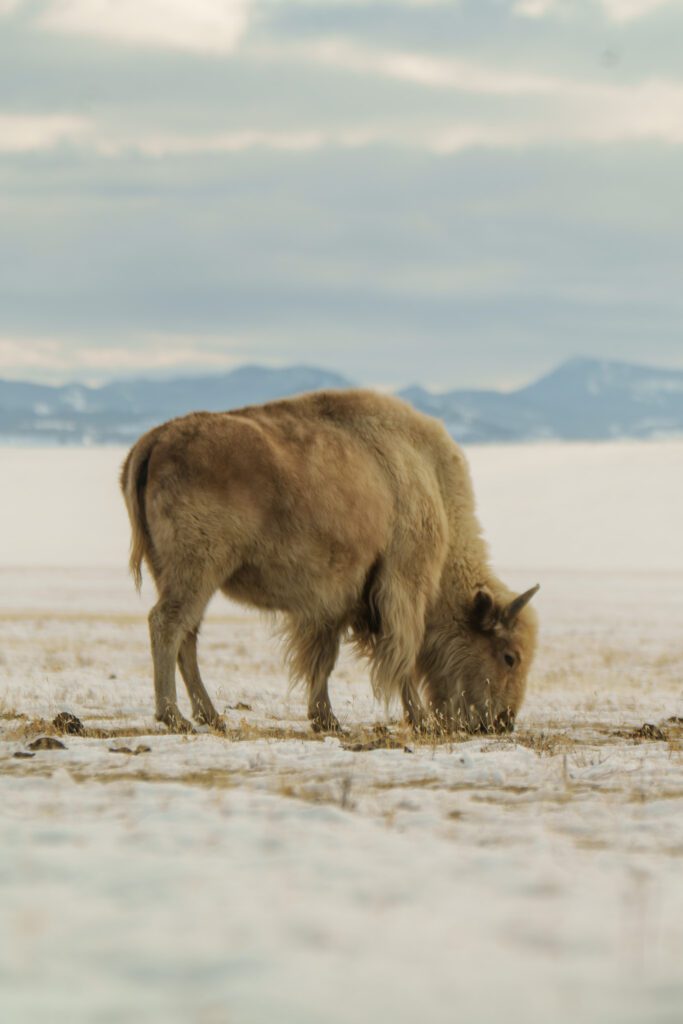 Nature photography Hollywood Floreda wildlife