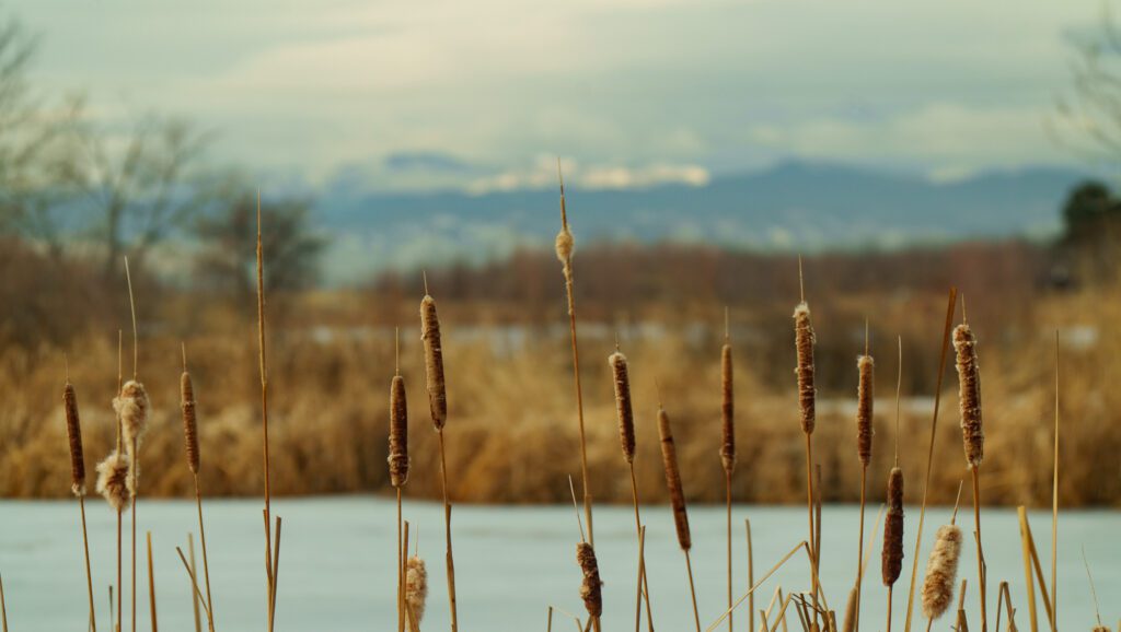 Hollywood Florida Commercial Video Production Company – misty forest background