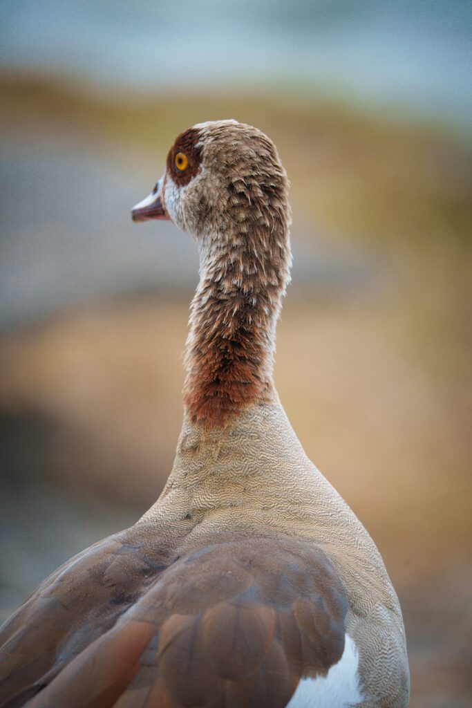 Wildlife videography services Hollywood Floreda