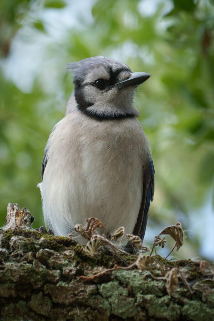 Wild animal closeup Hollywood Floreda
