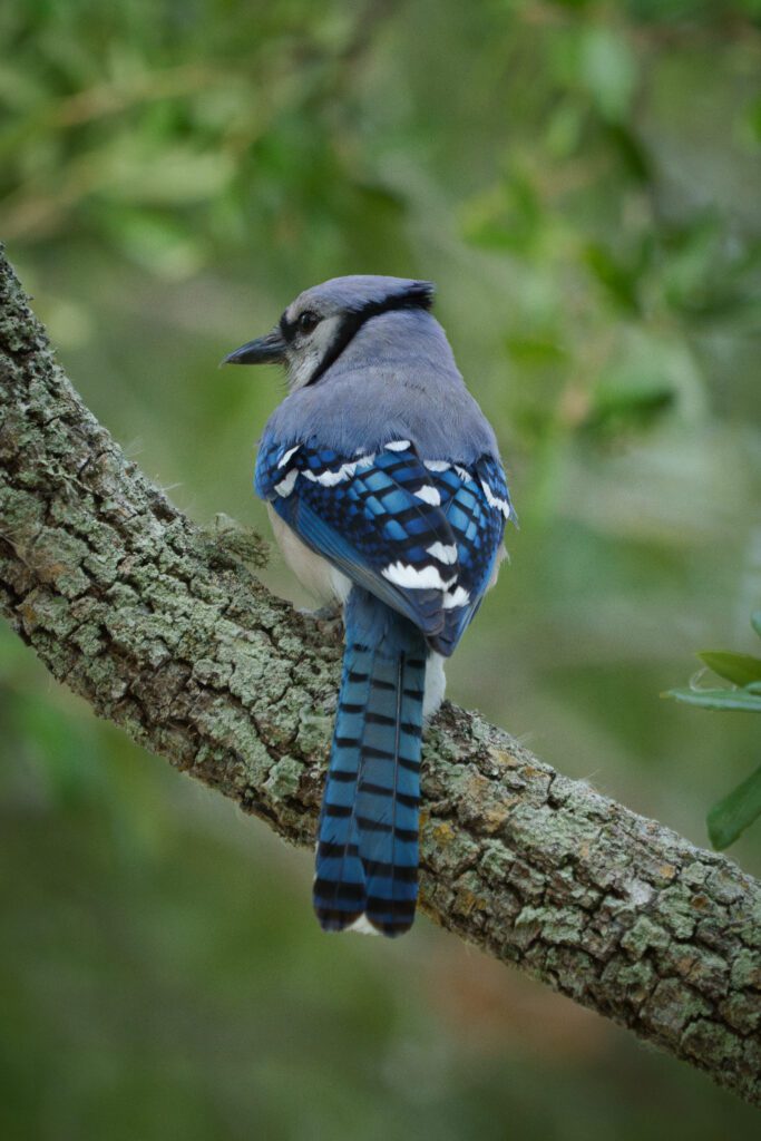 Stunning wildlife photo Hollywood Floreda