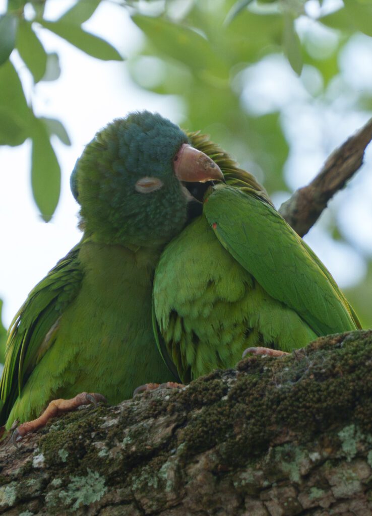 Rare wildlife encounter Hollywood Floreda photography