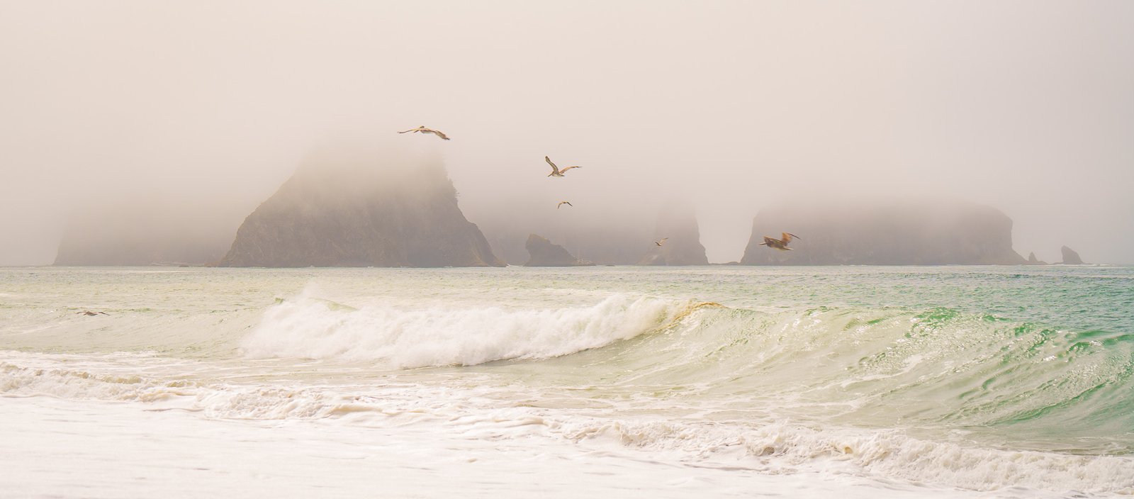 Two birds over breaking surf with fog-shrouded sea stacks behind